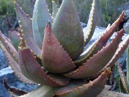 Aloe perfoliata stem-tip 